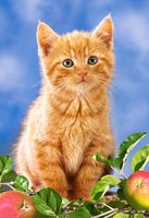 Пазл детский "Рыжий котенок" 60 элементов